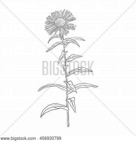 Meadow Fleabane Flower, British Yellowhead, Inula Britannica, Vector Drawing Wild Plant Isolated At 