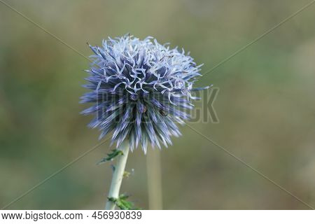 Closeup On A Colorful Blue Flower Of Echinops Ritro Thistle Against A Soft Brown Background