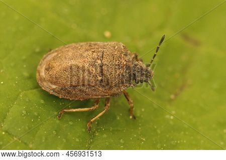 A Closeup Shot Of A R Rare Small Turtle Or Knobbed Shieldbug, Podops Inuncta On A Green Leaf In The 