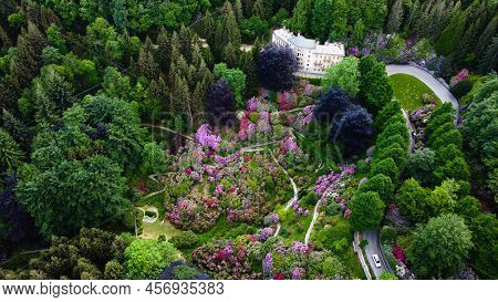 Aerial View Of Colorful Blooming Rhododendron Shrubs Among The Trees In The Oasi Zegna, Natural Area