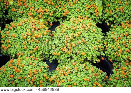 Potted Winter Cherry Plants Or Jerusalem Cherry Solanum Pseudocapsicum, At A Flowers Shop Centre. Ni