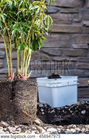 Transplanting A Root Bound Potted Plant To A Newly Dug Hole In Rocked Boarder Near A House.