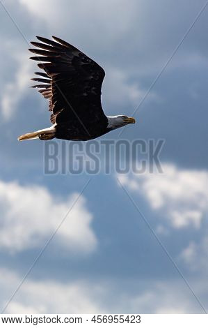 Bald Eagle (haliaeetus Leucocephalus) Flying In A Blue Sky, Vertical