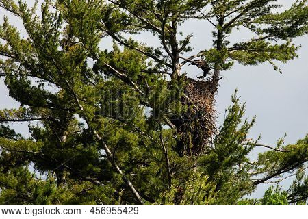 Bald Eagle (haliaeetus Leucocephalus) Flying Into The Nest With A Fish, Horizontal