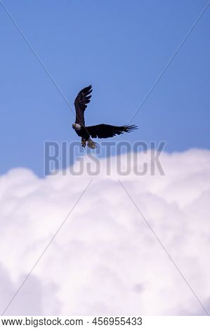 Bald Eagle (haliaeetus Leucocephalus) Flying While Carrying A Fish With Copy Space, Vertical