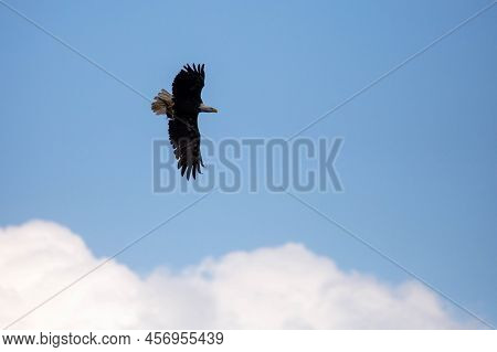 Bald Eagle (haliaeetus Leucocephalus) Flying While Carrying A Fish With Copy Space, Horizontal