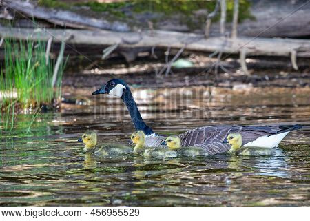 Canada Goose (branta Canadensis) Swimming Watching Over Goslings On The Rainbow Flowage In Northern 