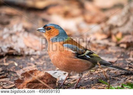 The Common Chaffinch, Fringilla Coelebs, Sits On The Ground In Spring. Beautiful Forest Bird Common 