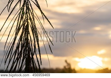 Drooping Stiff Long Leaves Immature Of Lancewood Tree In New Zealand Rainforest Against Sunset Sky A