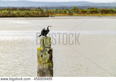 Pied Cormorant On Old Wharf Post Covered In Lichen In Okarito Lagoon, West Coast New Zealand.