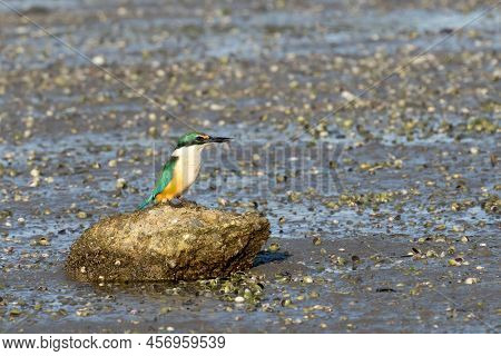 New Zealand Kingfisher On Rock At Low Tide On Tauranga Harbour.