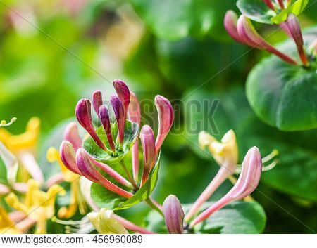 Pink Honeysuckle Buds And Flowers In A Sunny Garden. Lonicera Etrusca Santi Caprifolium,  Woodbine I