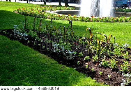 Planting Perennials In Flower Beds. Annual Rebates Are Various Crescent Trees Cut Between The Terrai