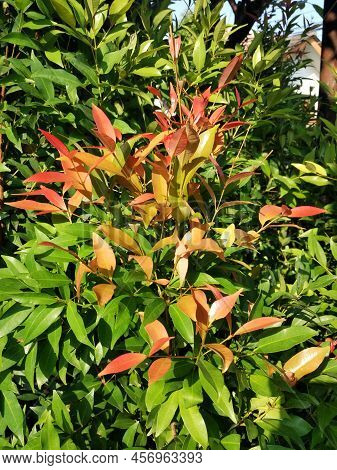 Syzygium Oleina,a Plant With Young Red Leaf Shoots Commonly Used To Beautify The Garden With Its Red