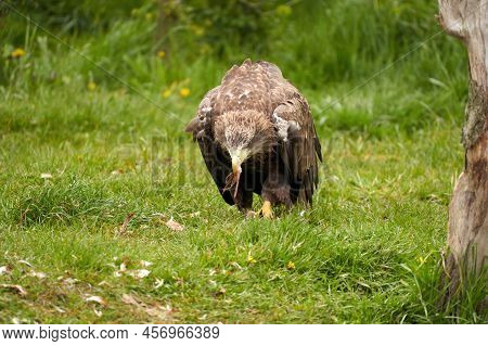 A Detailed Bald Eagle, Yellow Beak. The Bird Is In The Grass. Allert, Brown, Front View, Claws
