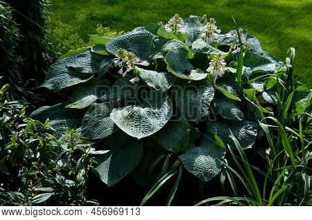 Garden Flower With Giant Leaves With Gray Green Color Just Blooming White Flowers