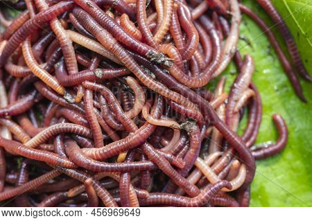 Breeding Red Worms Dendrobena. Fertile Soil. Natural Soil Improvement. Fishing Worms