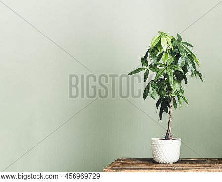 Pachira Aquatica In A White Pot