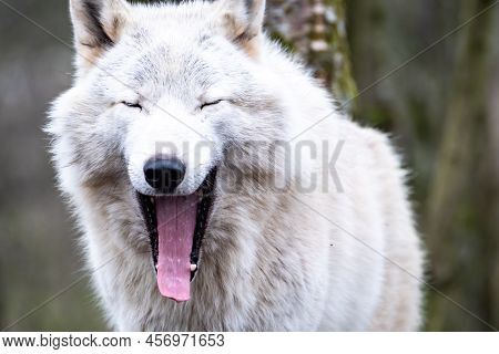 Close Up Of An Adult White Wolve Roaming In The Forest