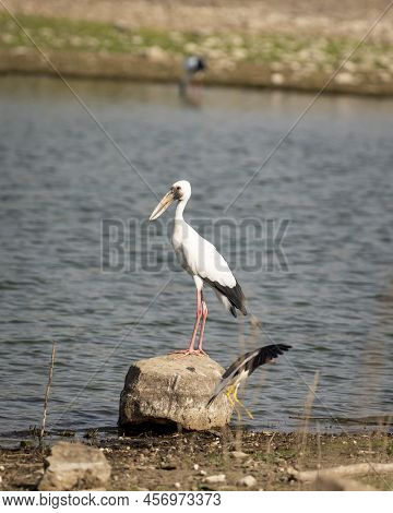 Asian Openbill Stork Or Anastomus Oscitans Bird Portrait Perched On Big Rock Near Water Body At Rant