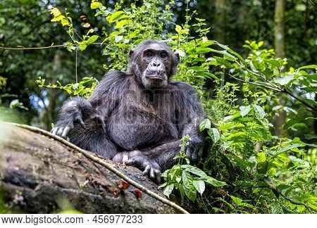 An Adult Chimpanzee, Pan Troglodytes, Rests On A Fallen Tree In The Rainforest Of Kibale National Pa
