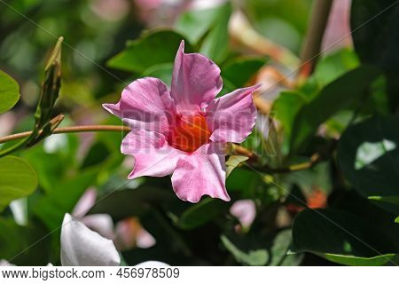 Beautiful Tropical And Subtropical Flowering Pink Vines Mandevilla (lat.- Mandevilla Splendens)