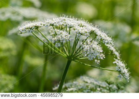 A View Of A White-flowered Meadow Of Aegopodium Podagraria L. From The Apiales Family, Commonly Refe