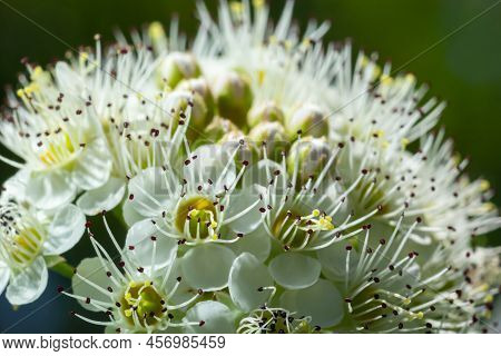 Flowering Ninebark Shrub Close Up. Physokarpus Capitatus, Commonly Called Pacific Ninebark Or Tall N