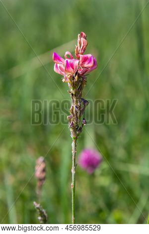 Flowers Pink Sainfoin. Meadow Flowers. Onobrychis Viciifolia. Selective Focus.