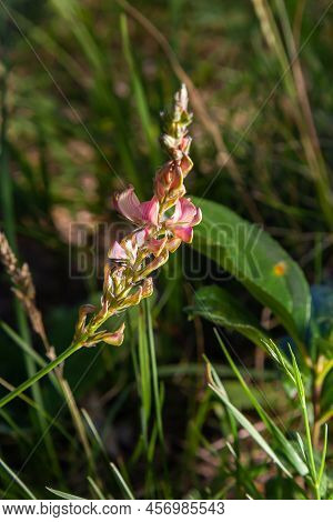Flowers Pink Sainfoin. Meadow Flowers. Onobrychis Viciifolia. Selective Focus.
