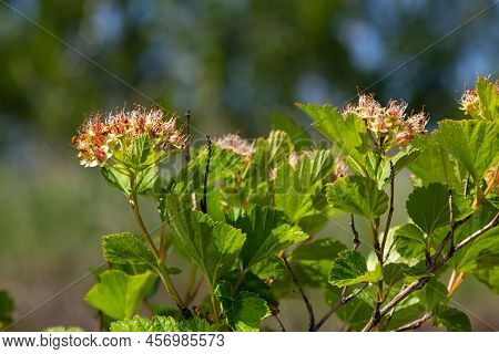 Flowering Ninebark Shrub Close Up. Physokarpus Capitatus, Commonly Called Pacific Ninebark Or Tall N