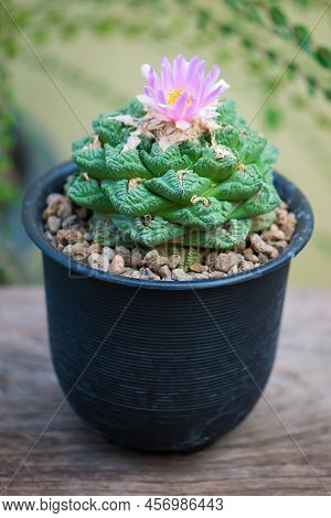 Ariocarpus Fissuratus V Hintonii And Flower In Pot