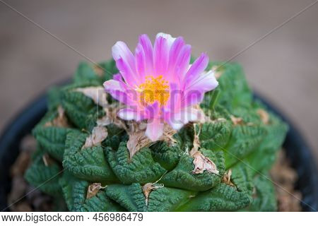 Ariocarpus Fissuratus V Hintonii And Flower In Pot
