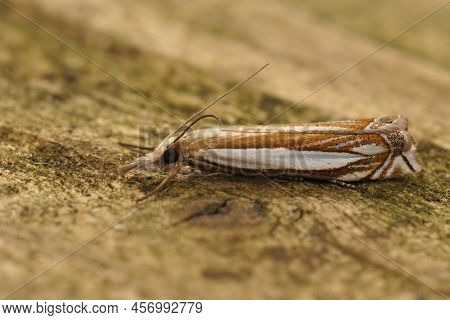 Closeup On The White Striped Inlaid Grass-veneer Moth, Crambus Pascuella Sitting On Wood In The Gard