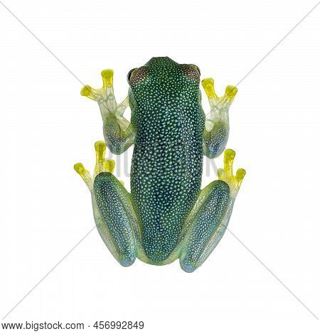 Top View Glass Frog Aka Cochranella Granulosa, Showing See Through Fingers And Legs. Isolated On A W