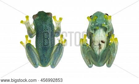 Top And Belly View Of Glass Frog Aka Cochranella Granulosa, Showing See Through Fingers, Legs And Ab