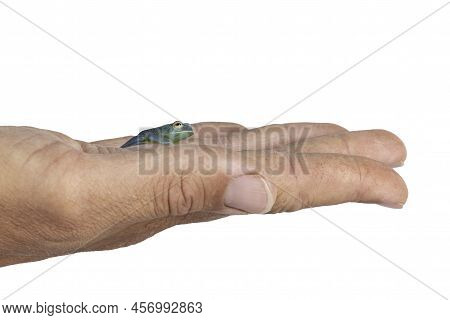 Top And Belly View Of Glass Frog Aka Cochranella Granulosa, Sitting On Human Hand. Isolated On A Whi