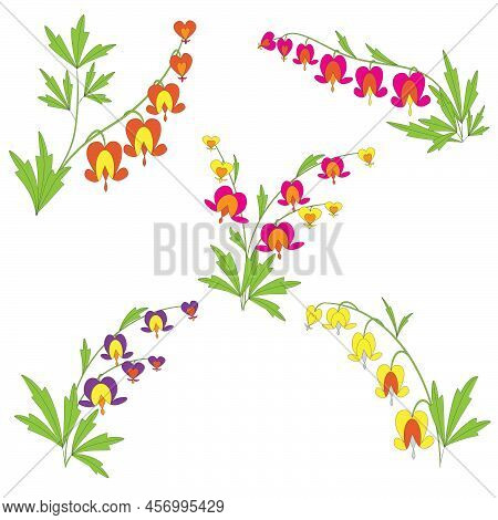 Color Vector Illustration Plant Dicentra. Set Of Flowers.