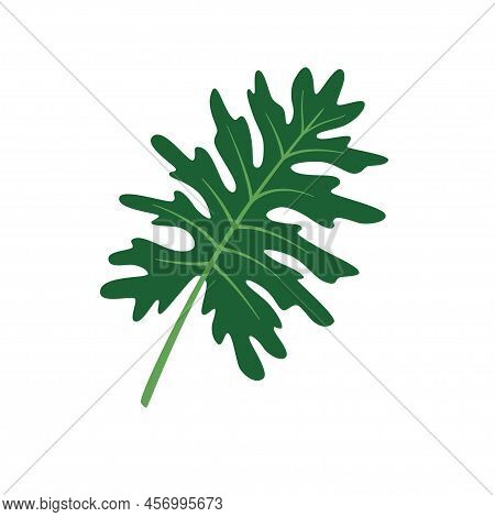 Philodendron Selloum Or Split Leaf Philodendron. Exotic Tropical Leaves Named Philodendron Hope. Gre