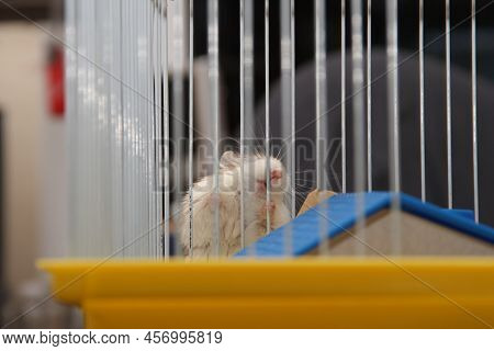 Dwarf Hamster Climbing On The Cage - Roborovski Hamster