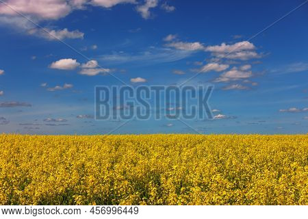 Blooming Yellow Rapseed Canola Field And Blu Sky With White Clouds