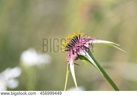 Flower Of A Purple Salsify, Tragopogon Porrifolius