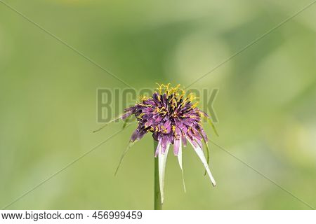 Flower Of A Purple Salsify, Tragopogon Porrifolius