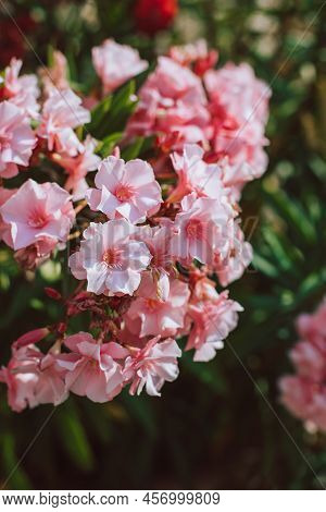 Beautiful Pink Oleander Flowers On A Summer Street. Selective Focus.