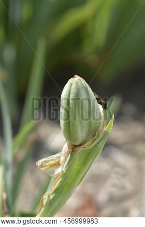 Intermediate Bearded Iris Bering Sea Fruit In The Garden