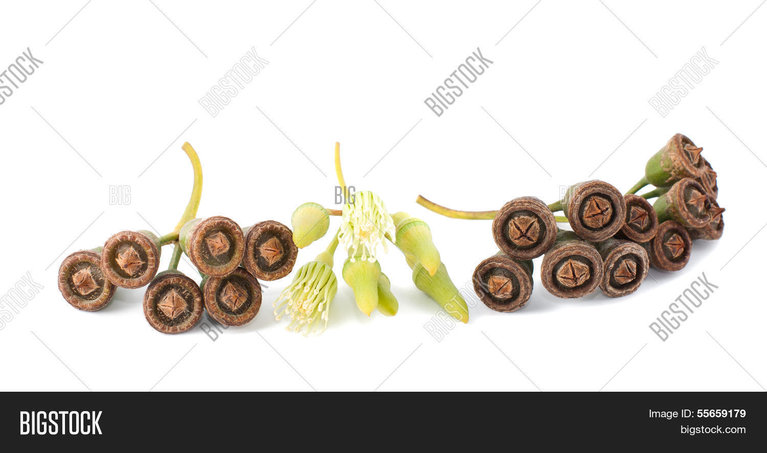 Image Preview