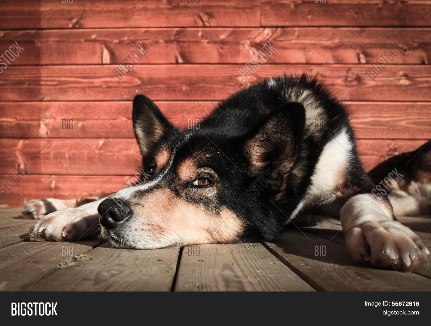 Image Preview
