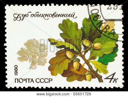 USSR - CIRCA 1980: A stamp printed in USSR, shows Quercus robur,