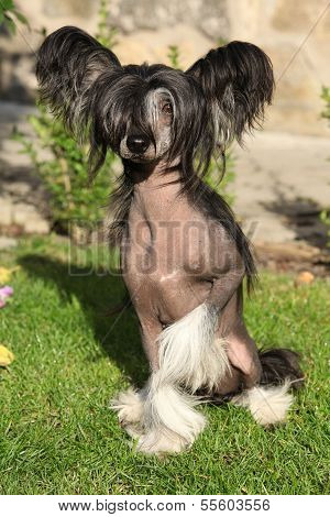 Chinese Crested Dog Sitting
