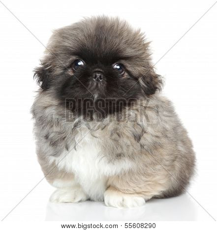 Pekingese Puppy Portrait